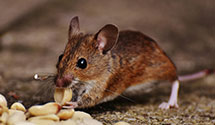 24 Hour & Emergency Exterminators in Mount Joy, PA